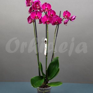 Orhideja 3pp cvećara orhideja